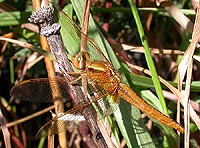 teneral Broad Scarlet  - Crococthemis erythraea © John Muddeman
